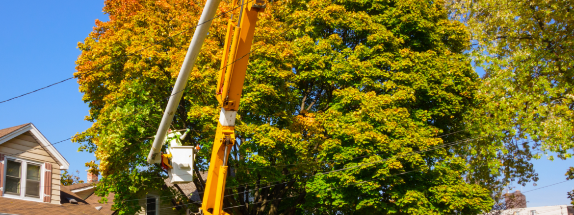 Professional tree pruning service on a Utah commercial property