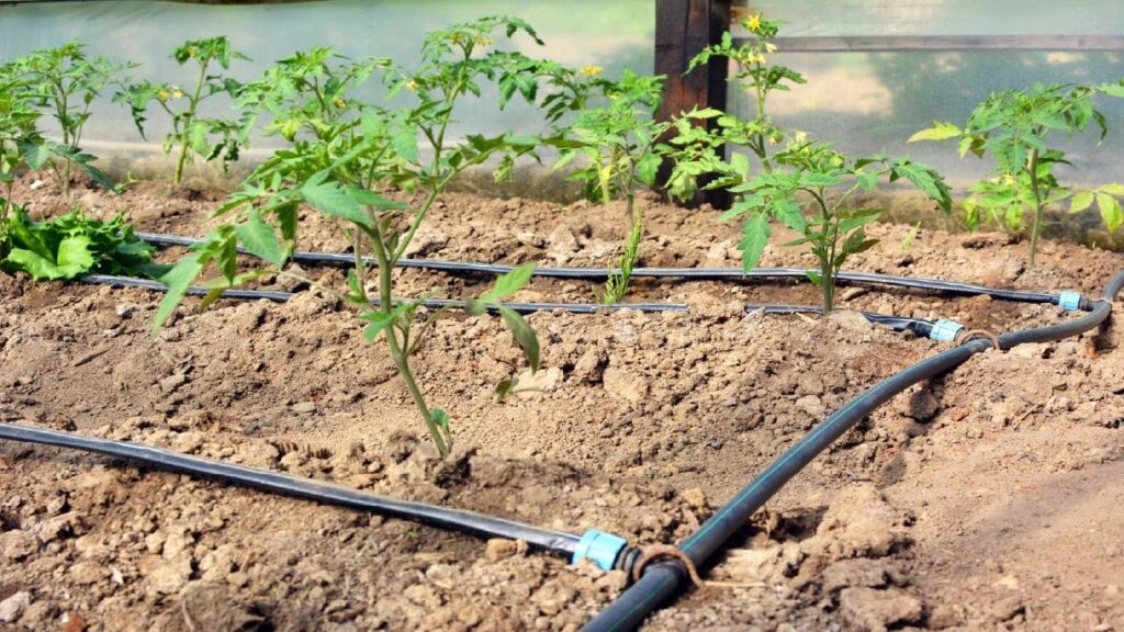 Drip irrigation system delivering water directly to plant roots in a garden bed