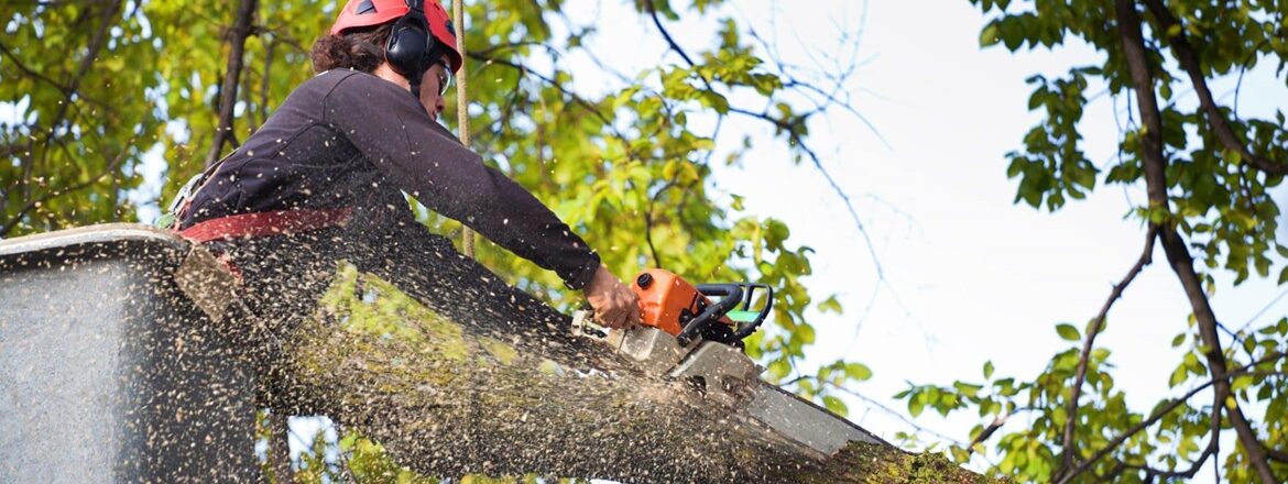Professional Tree pruning services in Utah