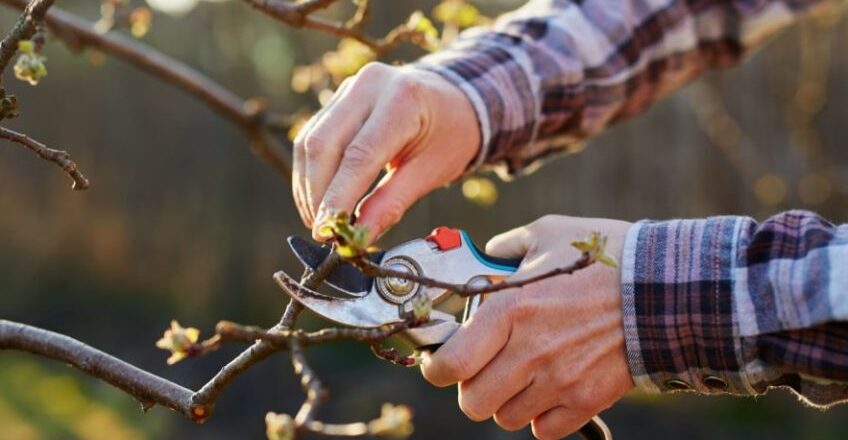 Professional tree pruning service
