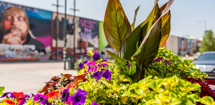 Fall color plants for commercial landscapes in Utah