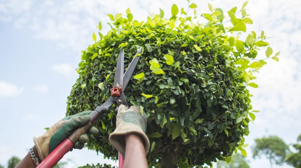 Professional tree service company trimming trees for commercial property maintenance