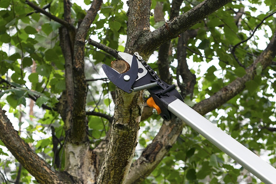 Tree pruning improves airflow sunlight and branch structure