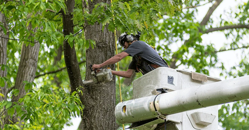 Professional tree trimming services for healthy commercial trees in Utah