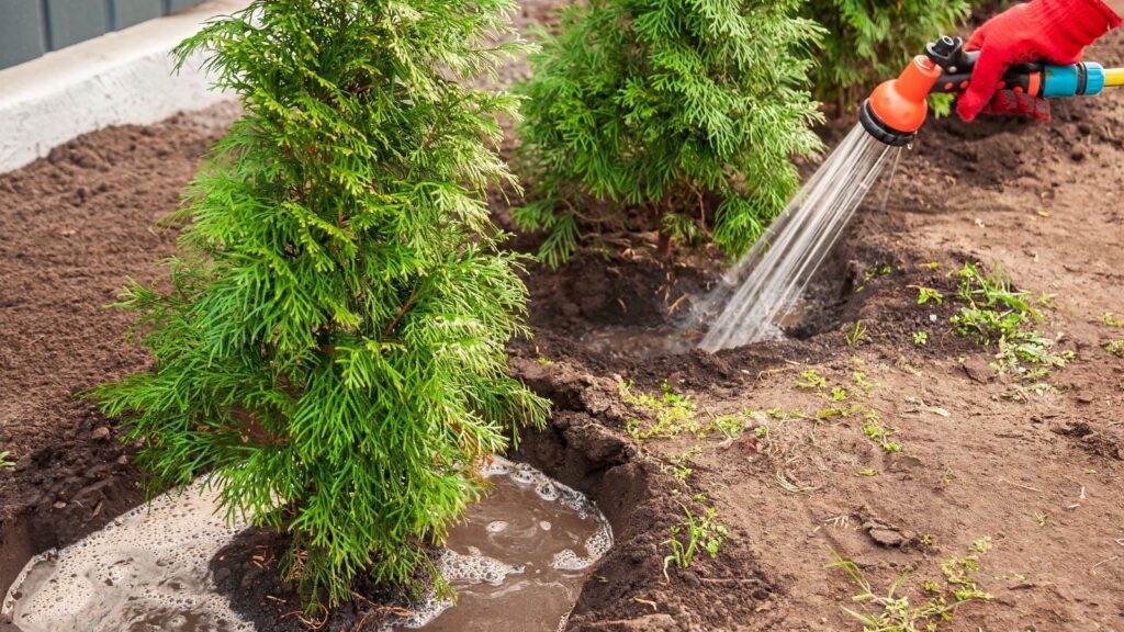 Young tree care before storm season for stronger root growth