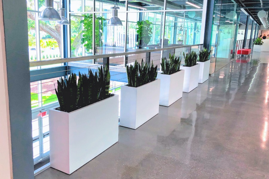 Interior plantscaping for commercial office spaces in Utah