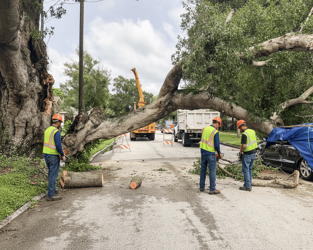 Tree storm preparation for commercial and residential properties in Utah