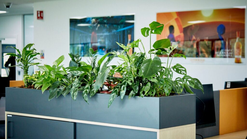 Commercial indoor plants for a professional reception area