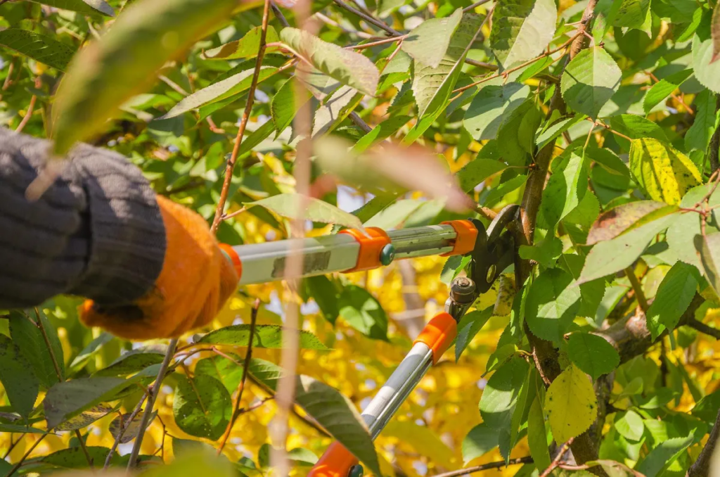 Professional tree pruning before storm season in Utah