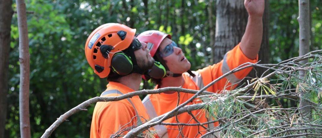 Tree storm preparation for commercial and residential properties