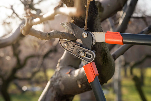 Commercial tree pruning services