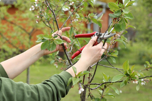 commercial tree pruning at a commercial property