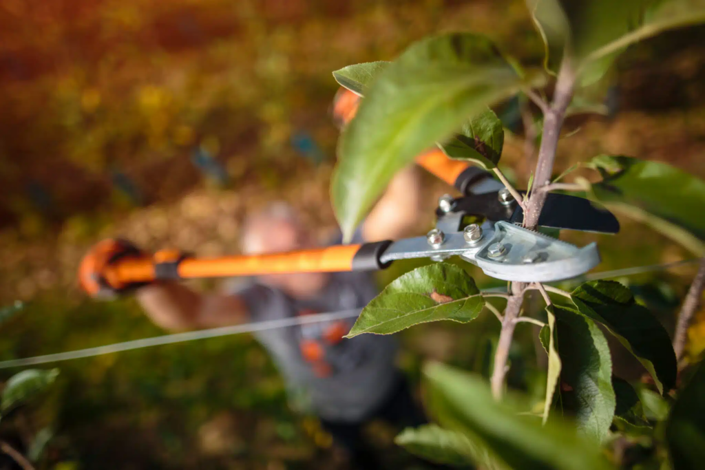 Professional tree services performing spring commercial tree pruning.