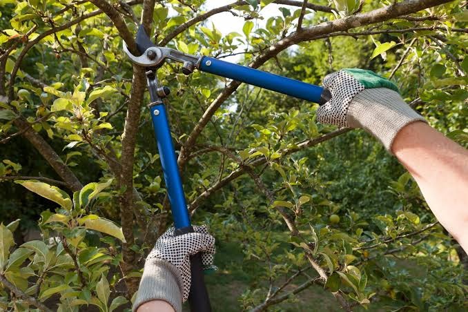 Spring commercial tree pruning at a commercial property