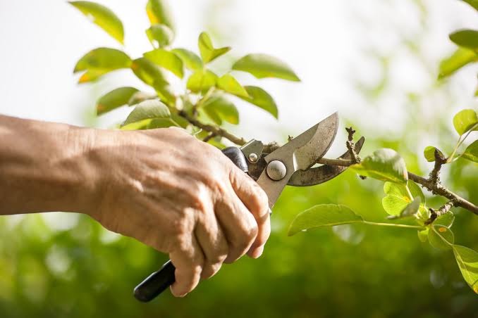 Commercial tree pruning services at a Commercial property