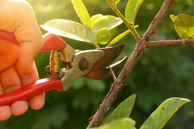 Professional commercial tree pruning improving tree health.