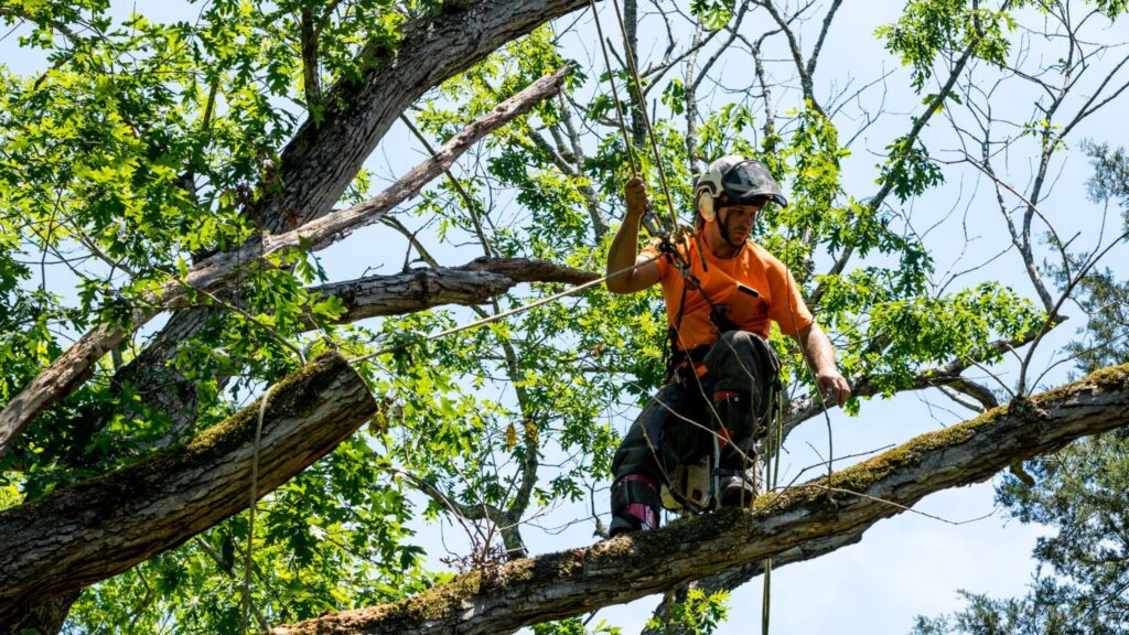Commercial tree services maintaining healthy business landscapes.