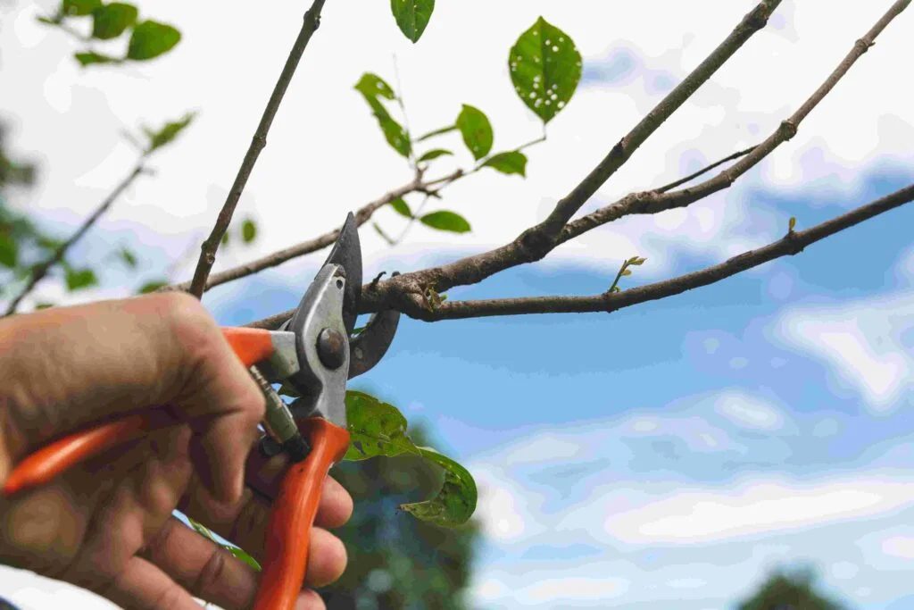 Tree pruning during the dormant season by professional tree care specialists.