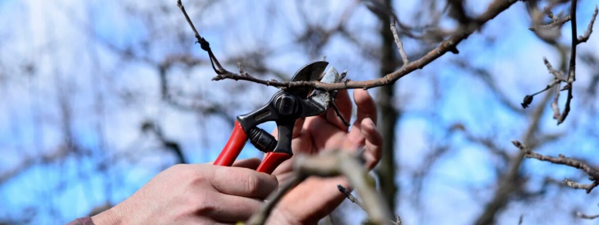 Professional tree trimming