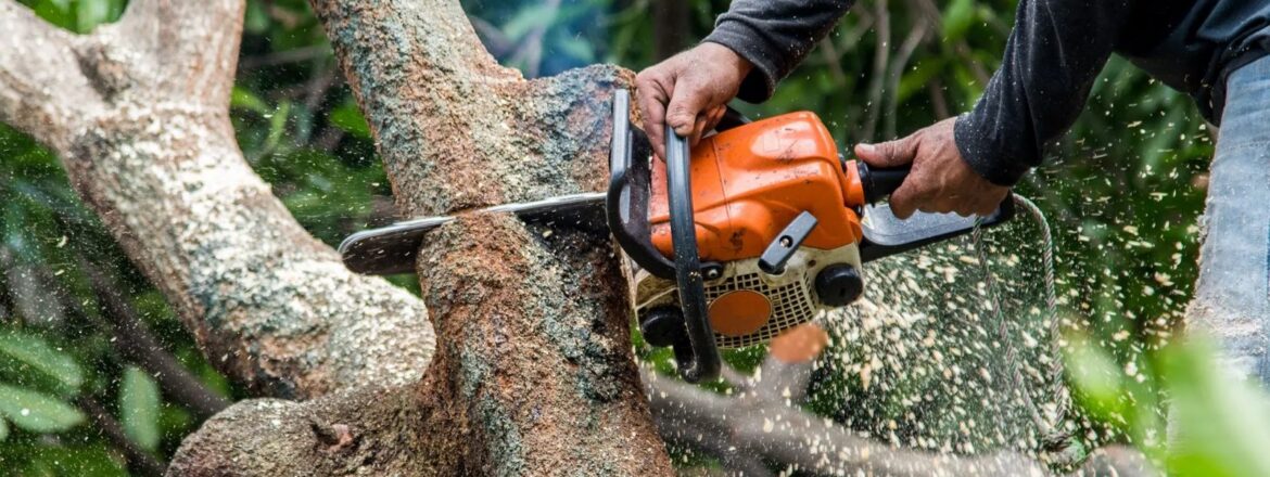 Professional tree maintenance